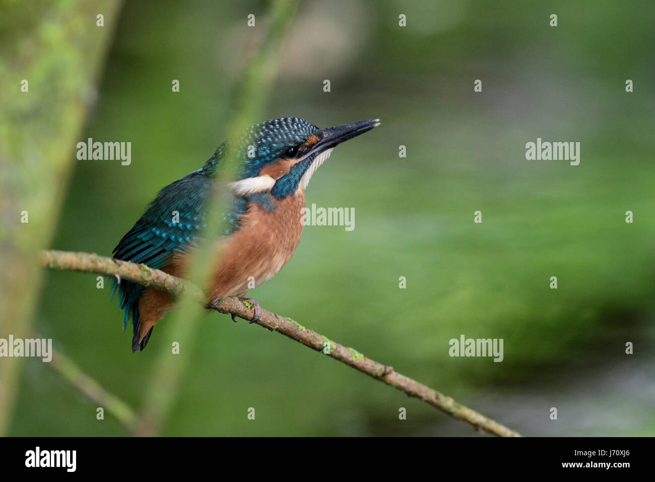Young Kingfisher Just After Fledging Kingfisher Chicks Have A White young-kingfisher-just-after-fledging-kingfisher-chicks-have-a-white