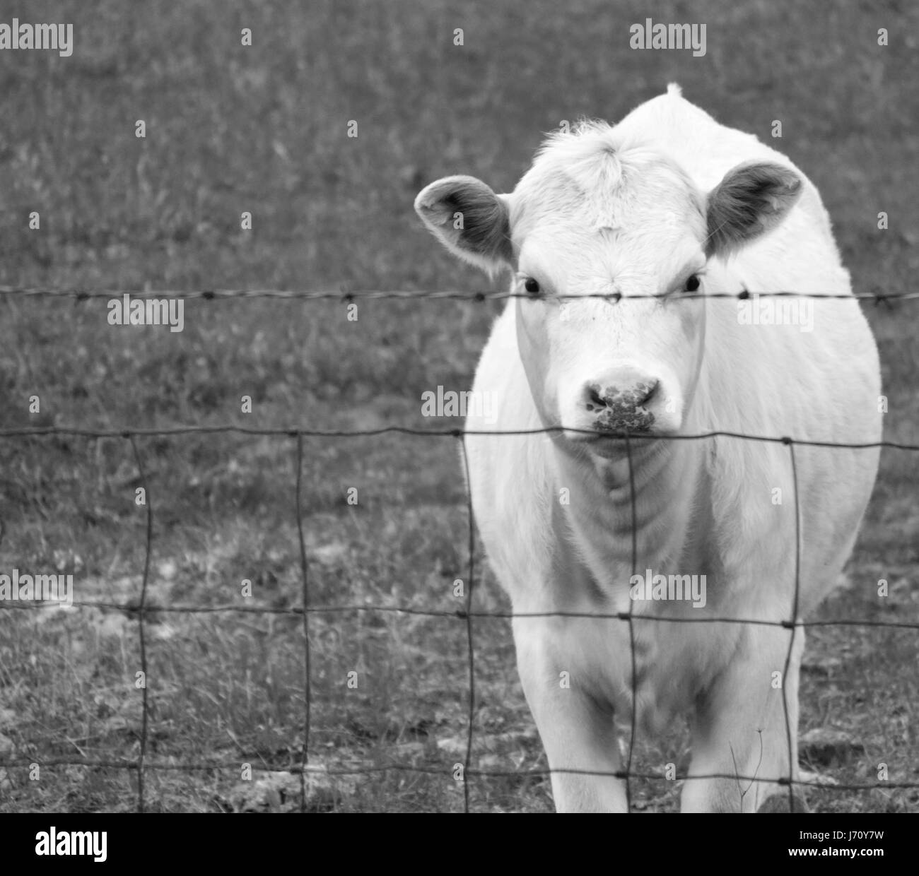 Hungry cow looking for food Stock Photo