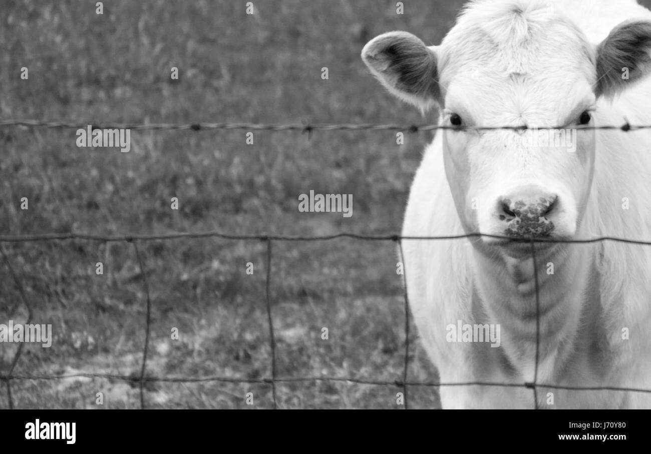 Hungry cow looking for food Stock Photo