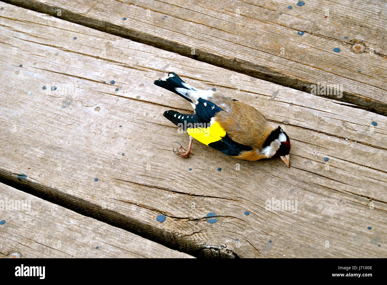 Dead Goldfinch, Lake Ohrid, Macedonia Stock Photo