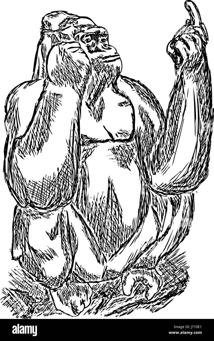 isolated colour animal illustration gorilla paint draw cartoon big large  Stock Photo - Alamy