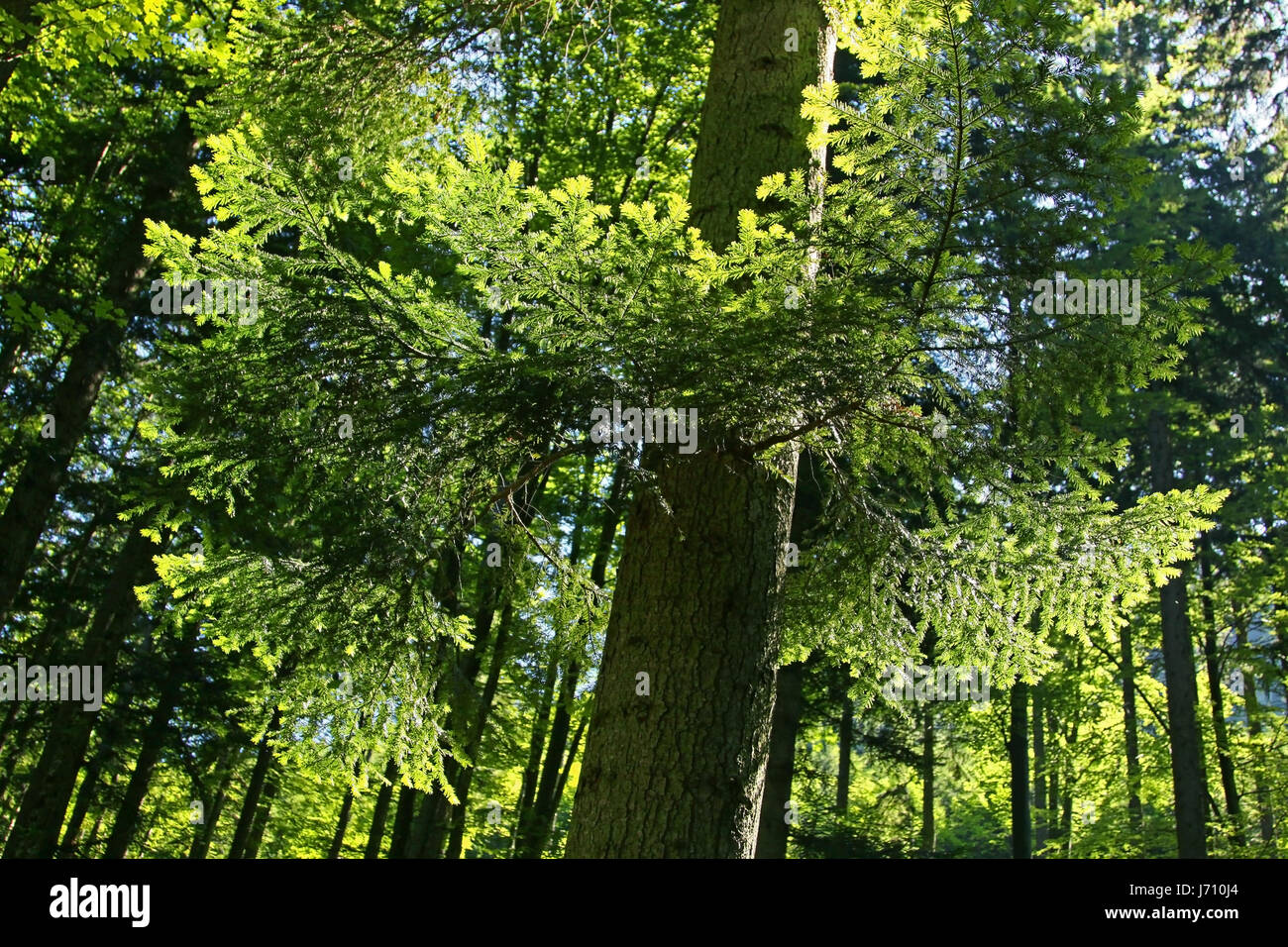 tree fir needles conifer wood forest trunk shine shines bright lucent light Stock Photo