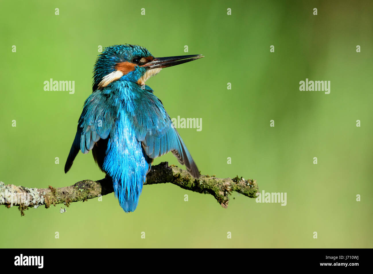 Kingfisher with hanging shaking wings greeting his partner Stock Photo