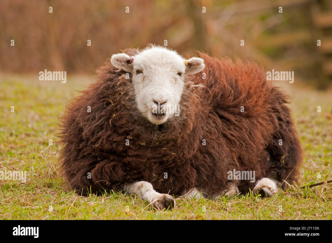 Herdwick Sheep in The Lake District Stock Photo Alamy