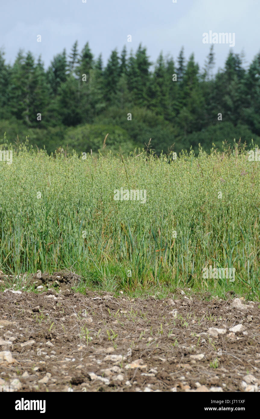 game tournament play playing plays played farm crops shooting oats shoot Stock Photo