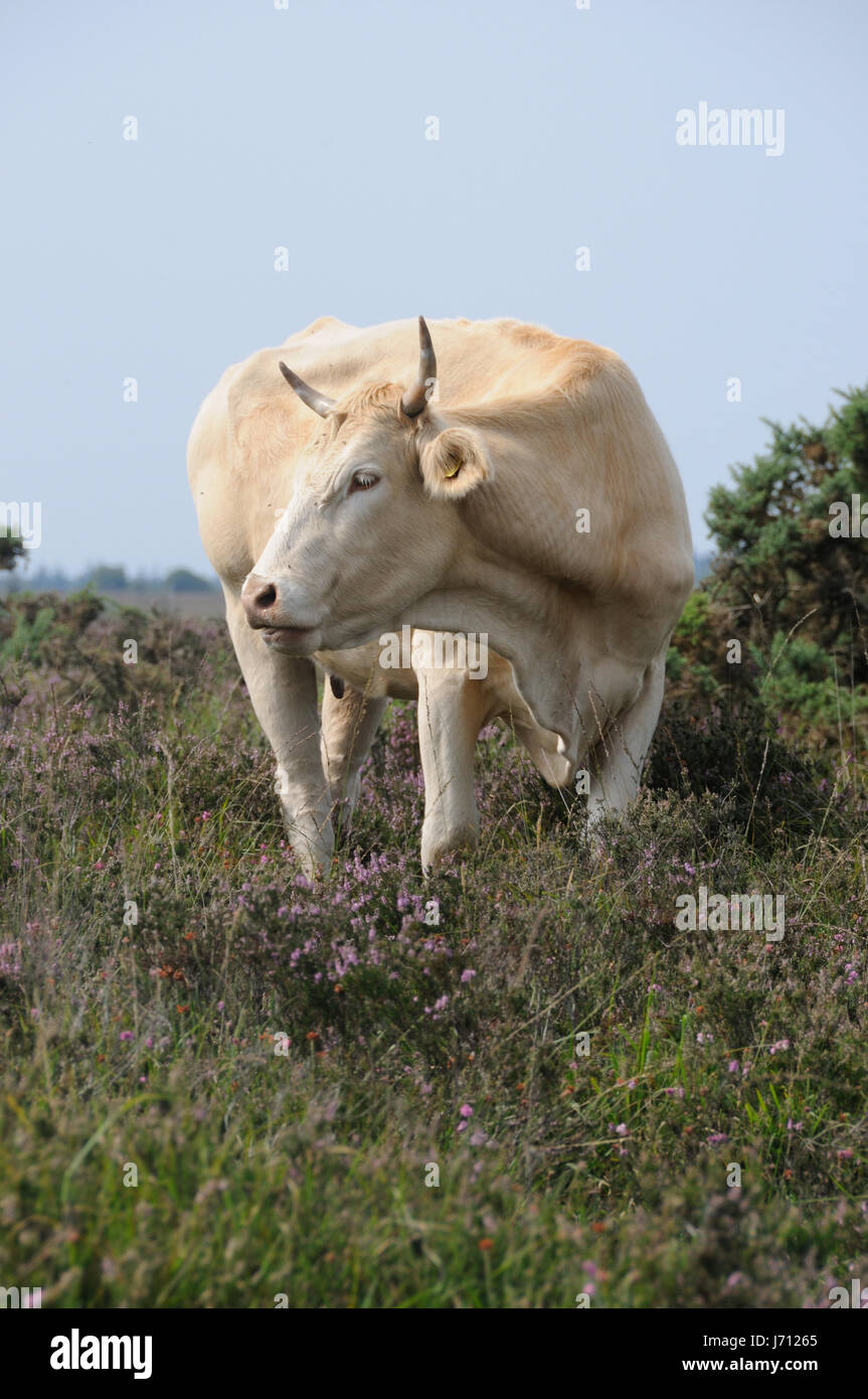 horn,cow,cows,horns,heather,ingram,free range,roaming,new forest Stock Photo