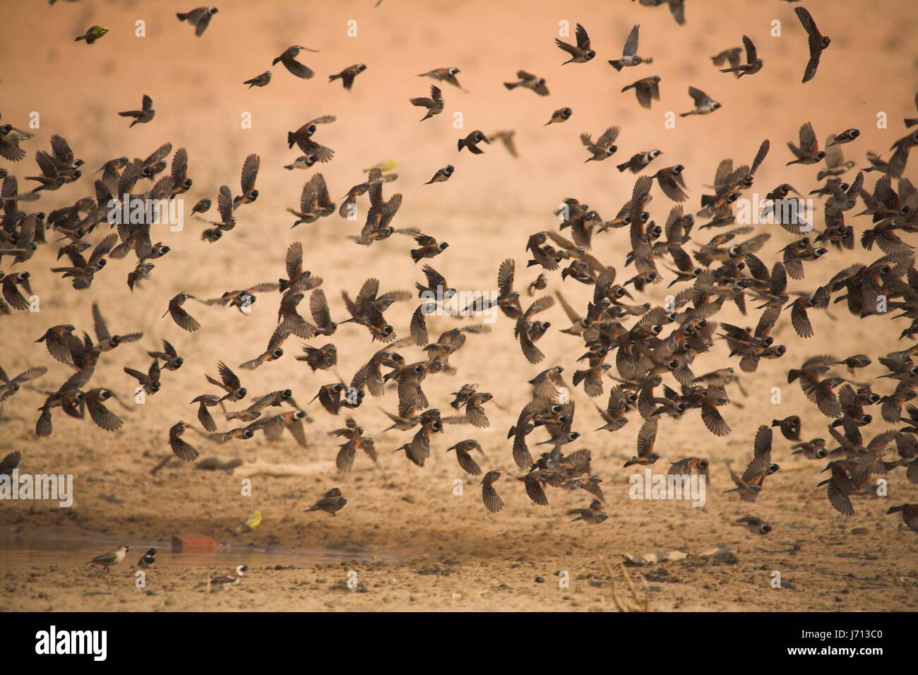 flock of birds Stock Photo