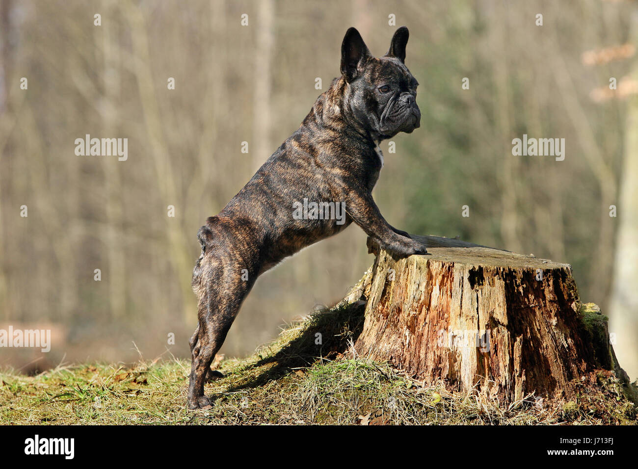 french bulldog on tree stump Stock Photo - Alamy