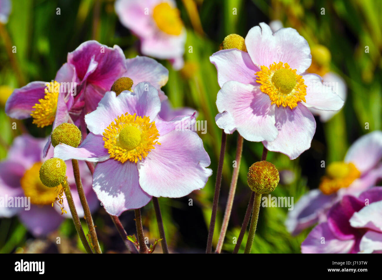 Pink japanese anemone flowers in full bloom Stock Photo Alamy