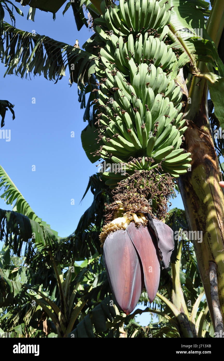 flowering banana tree Stock Photo Alamy
