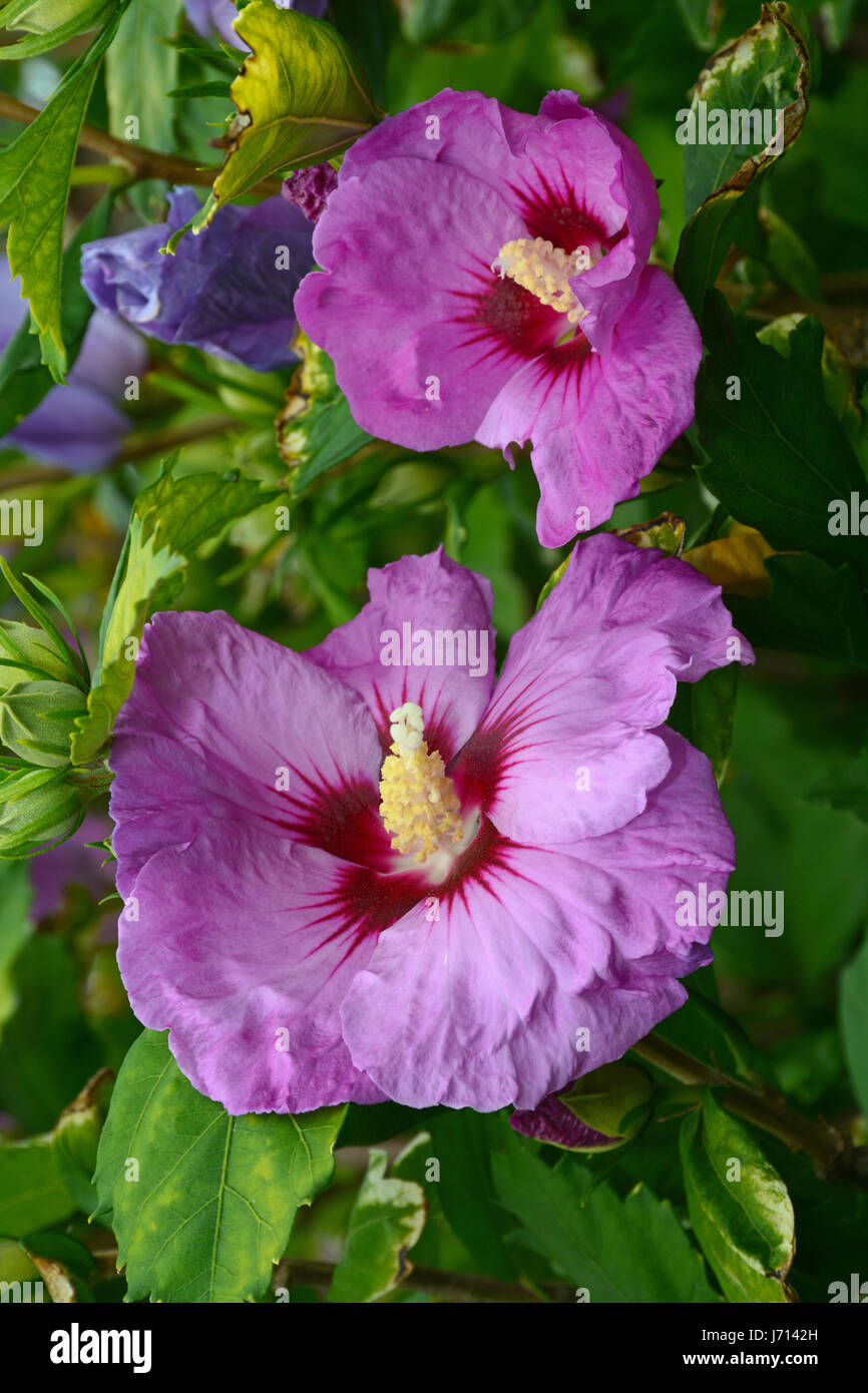Two beautiful purple hibiscus flowers Stock Photo Alamy