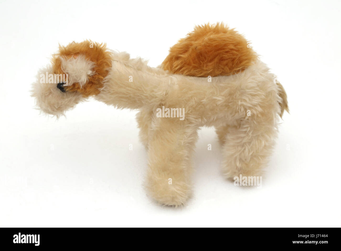 Soft Toy Camel from Dubai Stock Photo Alamy