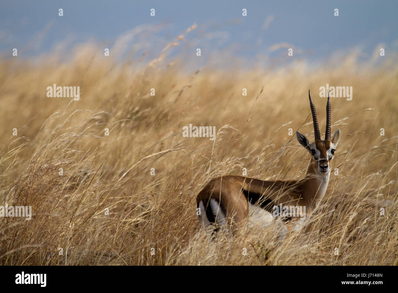 thomson gazelle in the masai mara Stock Photo - Alamy