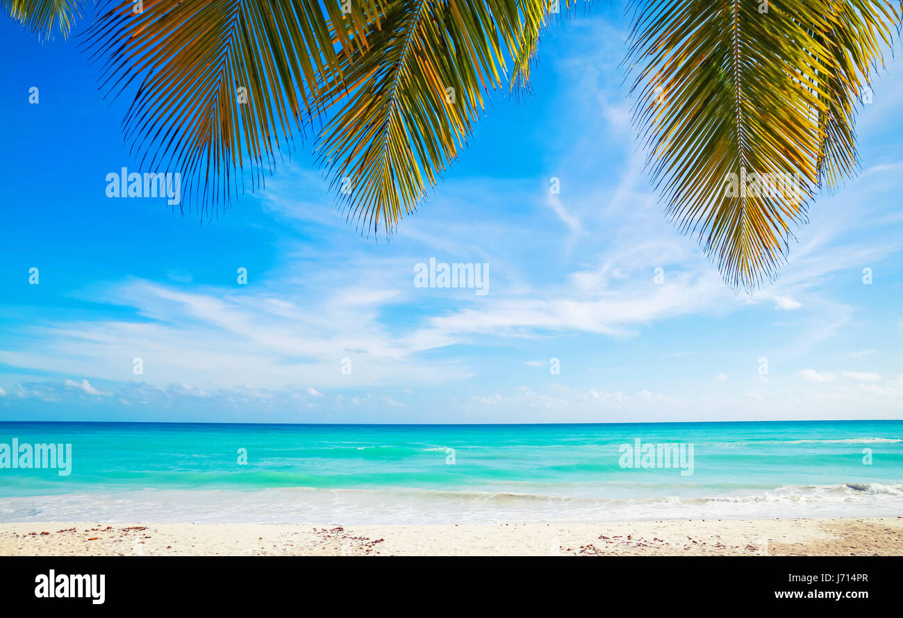 Tropical beach background, white sand, azure water and palm tree branches over blue sky.  Caribbean Sea coast, Dominican republic, Saona island resort Stock Photo