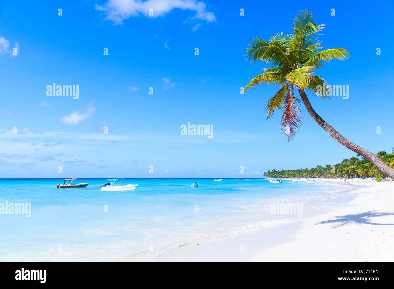 Coconut palm grows on white sandy beach of Saona island. Caribbean Sea coast, Dominican republic Stock Photo
