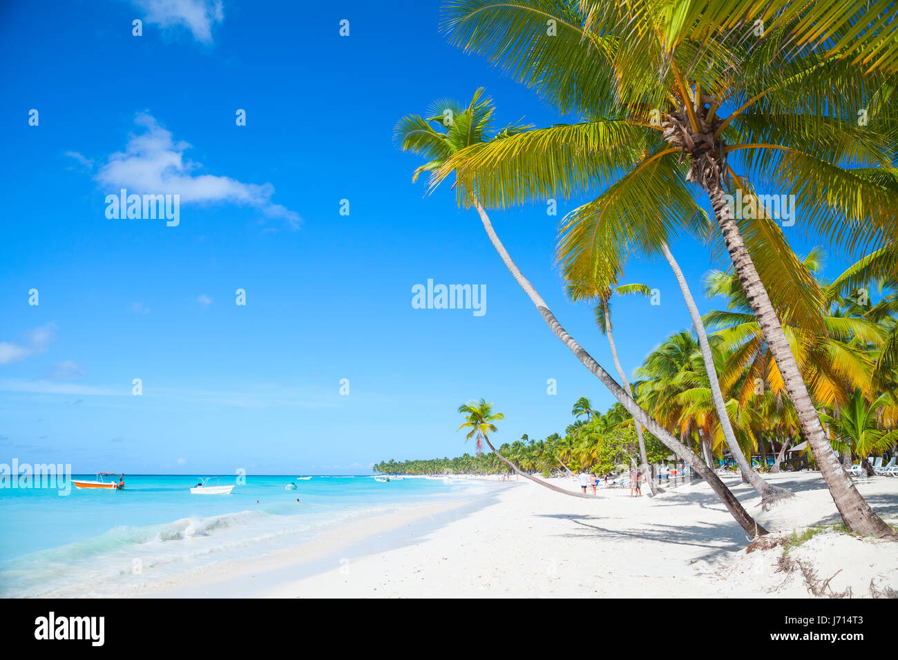 Landscape with coconut palms growing on sandy beach. Caribbean Sea, Dominican republic, Saona island coast, popular touristic resort Stock Photo