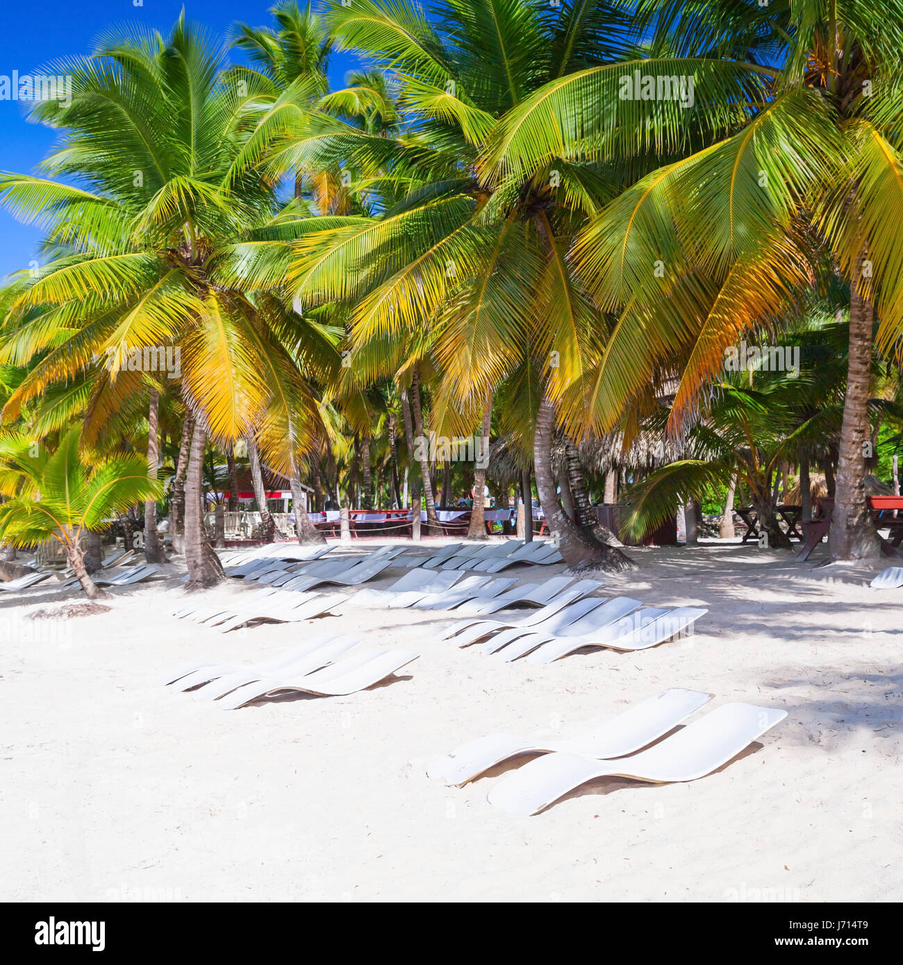 Coconut palms, empty loungers are on white sandy beach. Caribbean Sea, Dominican republic, Saona island coast, touristic resort Stock Photo