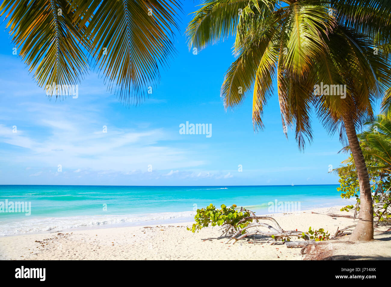 Coconut palms growing on white sandy beach. Caribbean Sea coast, Saona island, popular resort of Dominican republic Stock Photo