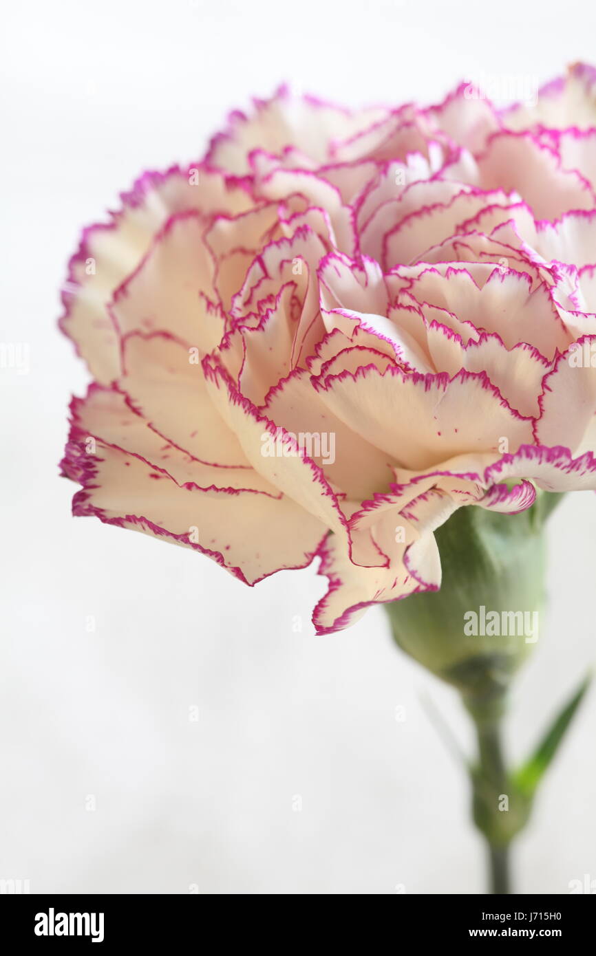 flower White Terry Carnation on white Macro shot Stock Photo