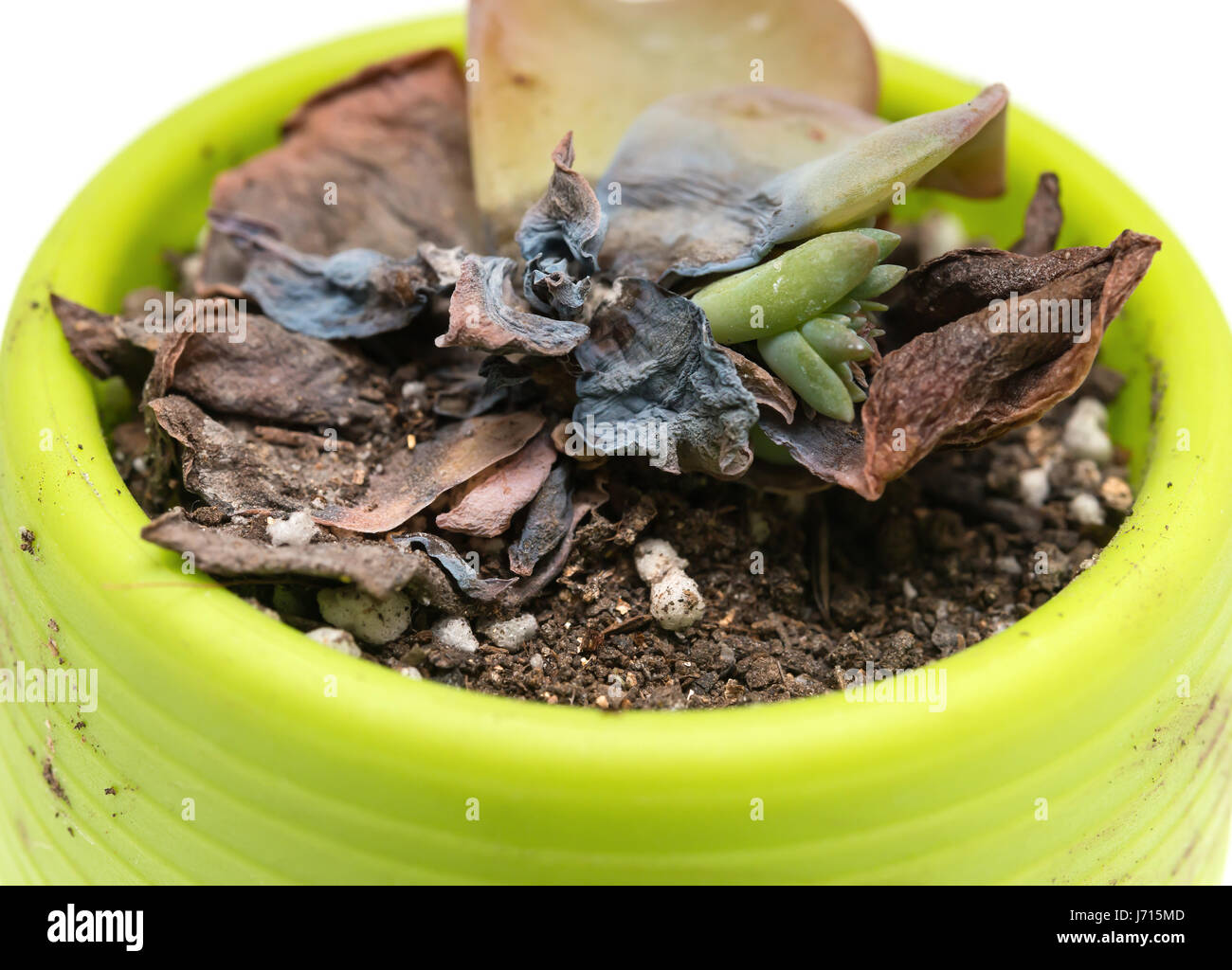 lithops succulent plants Lithops olivacea  DesertScapeSucculent