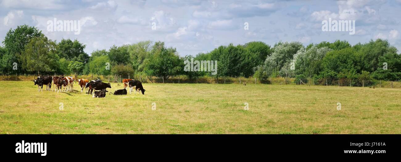 cows on the meadow eating grass panorama Stock Photo - Alamy