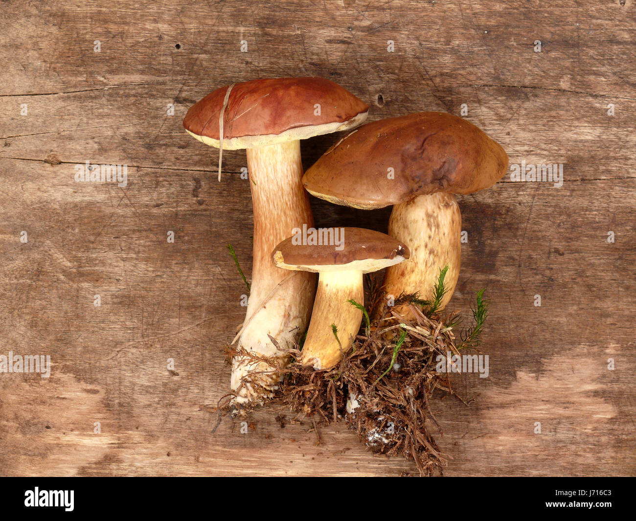 still life brown brownish brunette mushrooms filberts fir cone still life brown Stock Photo