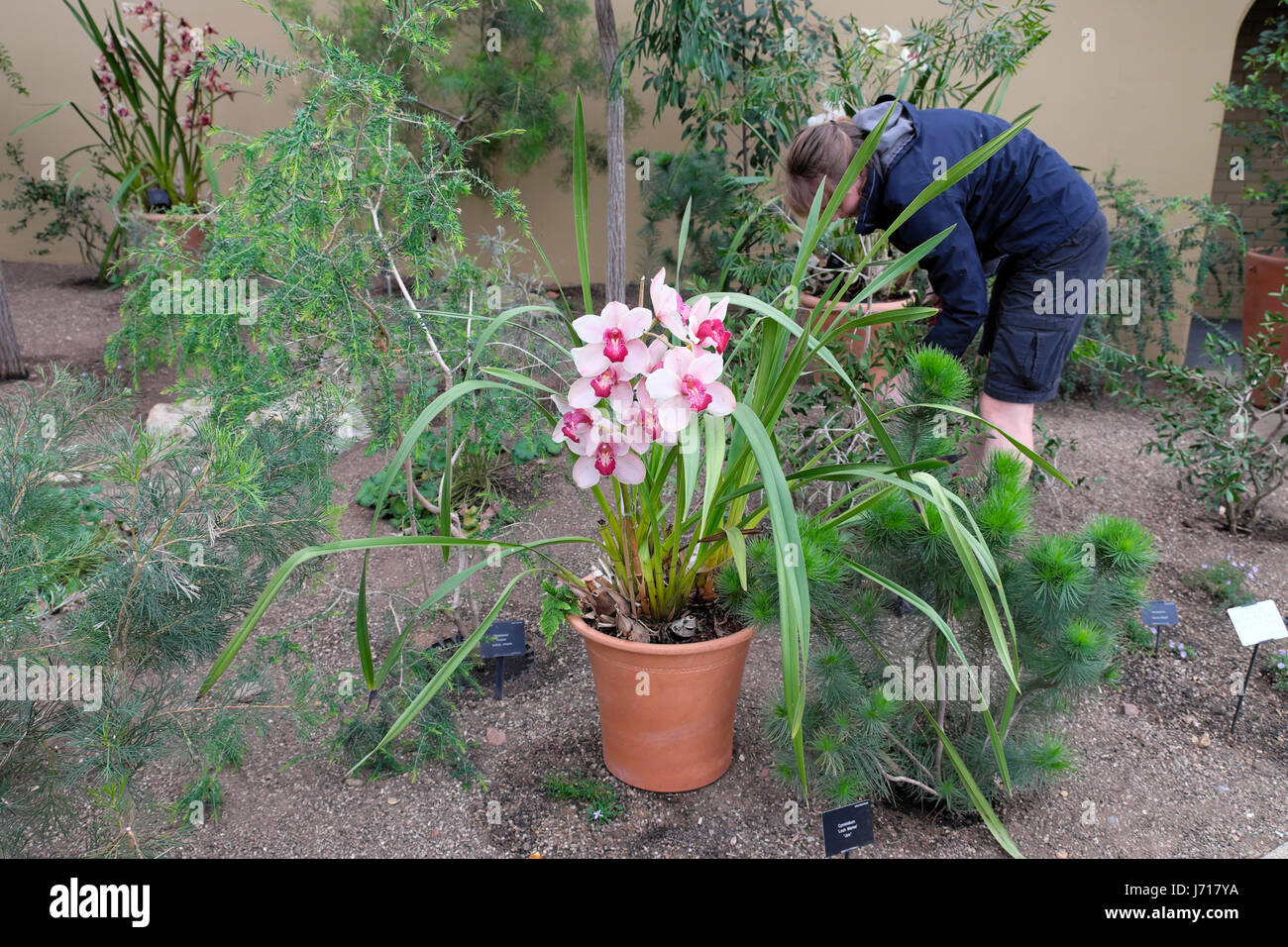 A gardener at Kew Gardens tending plants by a pink Vanda orchid growing in a terra cotta pot in Princess of Wales Conservatory, London UK KATHY DEWITT Stock Photo