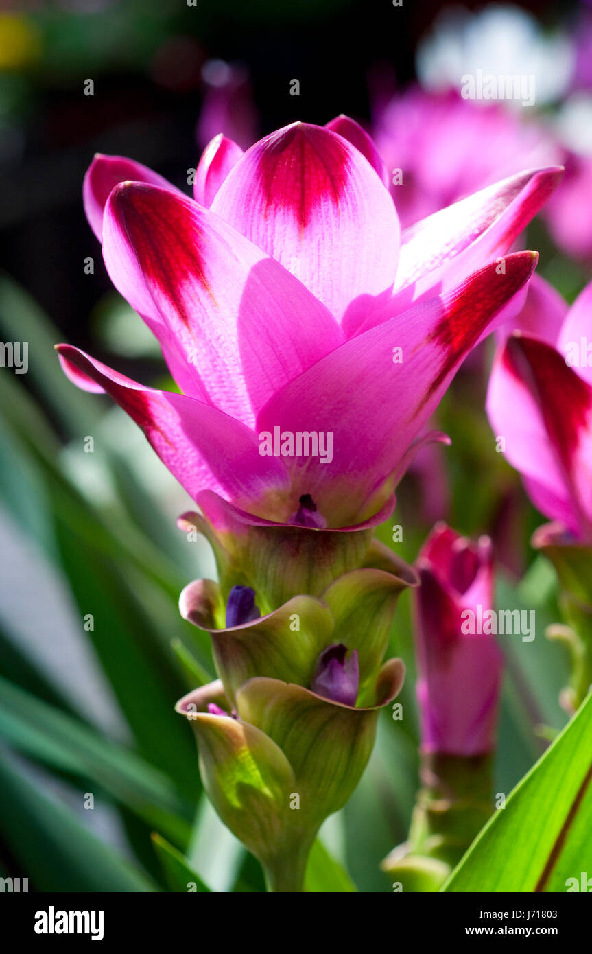 Pink Curcuma Alismatifolia or Siam Tulip Stock Photo