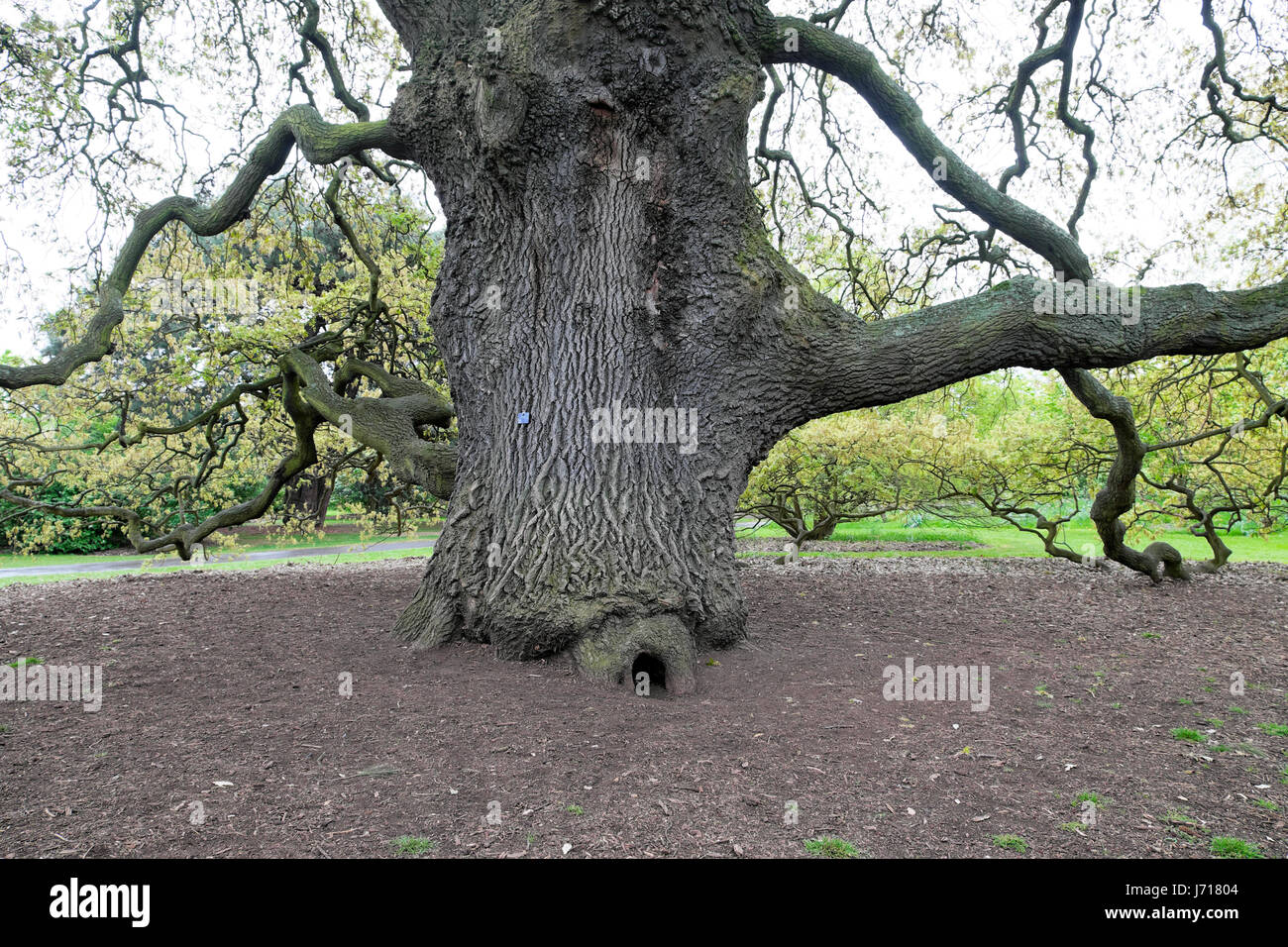 Large Lucombe oak tree Quercus x hispanica 'Lucombeana' Spanish oak Turkey oak planted in 1773 growing in spring Kew Gardens, London UK  KATHY DEWITT Stock Photo