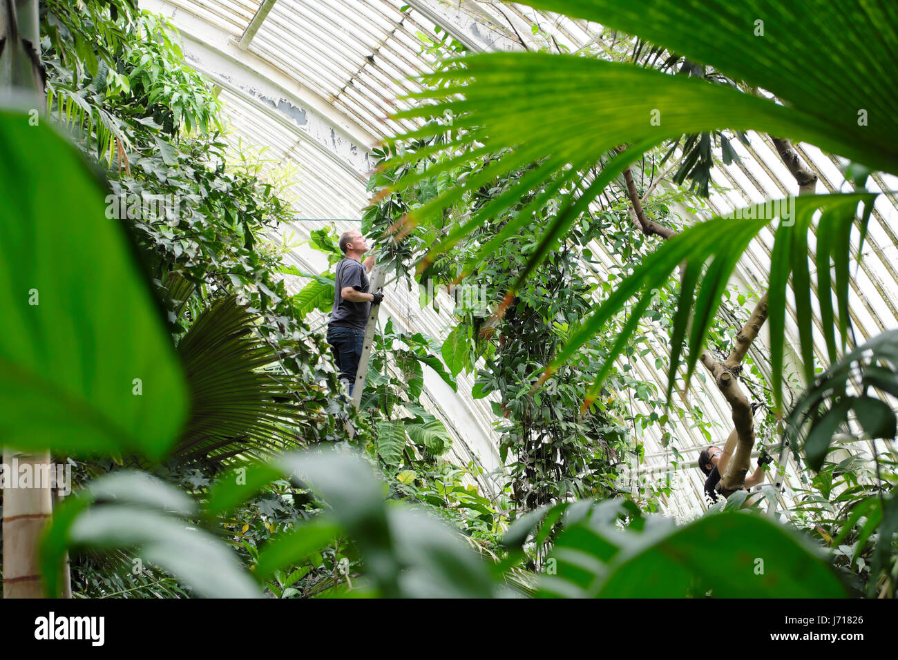 Gardener working pruning climbing plants on ladder high up near the