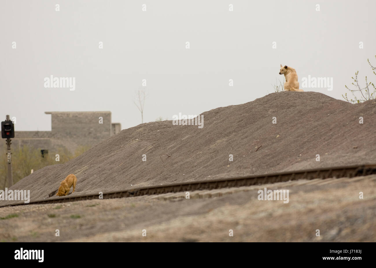 Two yellow dogs Stock Photo Alamy