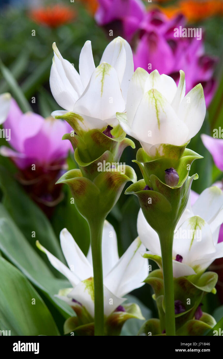 White Curcuma Alismatifolia or Siam Tulip Stock Photo