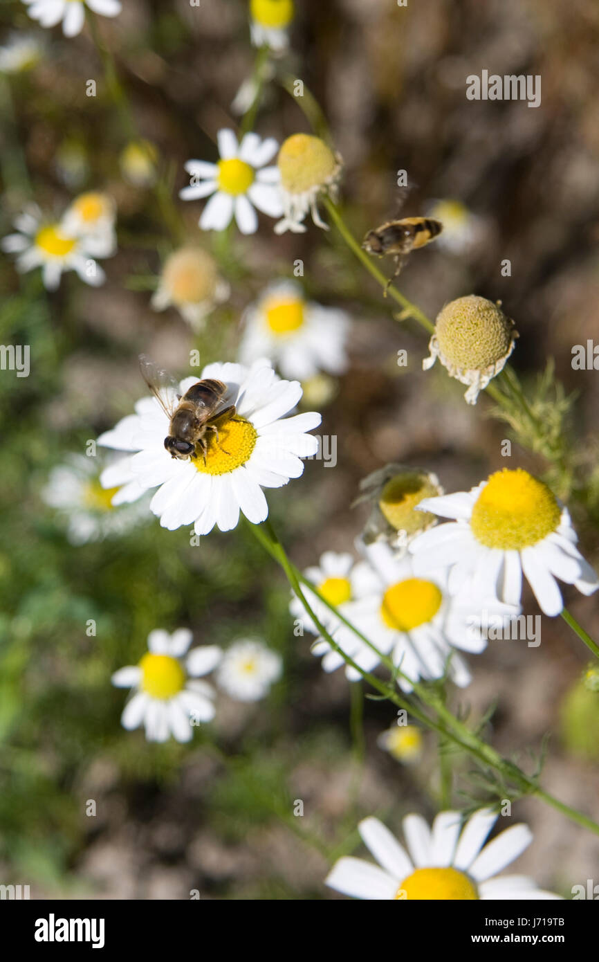 insect flower plant camomile honey bee food aliment animal insect flower plant Stock Photo