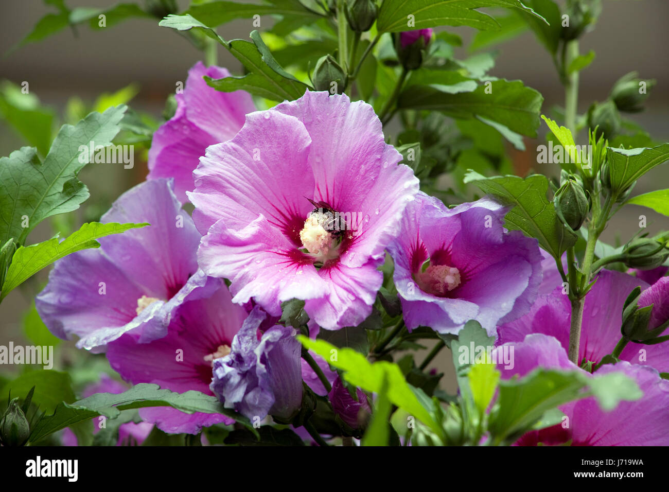 insect bumblebee hibiscus honey food aliment animal insect insects bumblebee Stock Photo