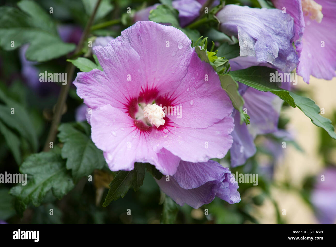 hibiscus food aliment animal insect insects bumblebee pollen shrub hibiscus Stock Photo