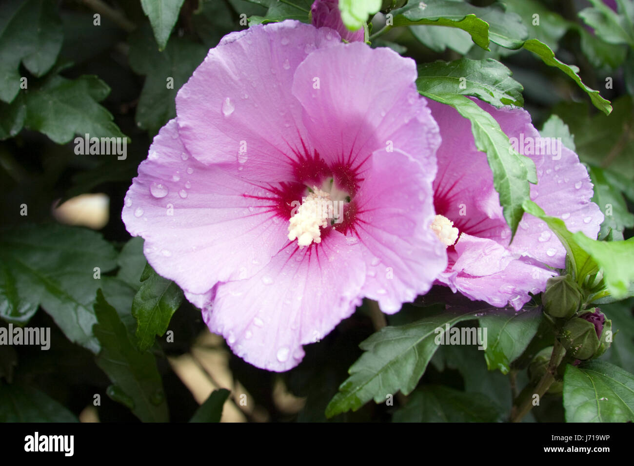 hibiscus food aliment animal insect insects bumblebee pollen shrub hibiscus Stock Photo