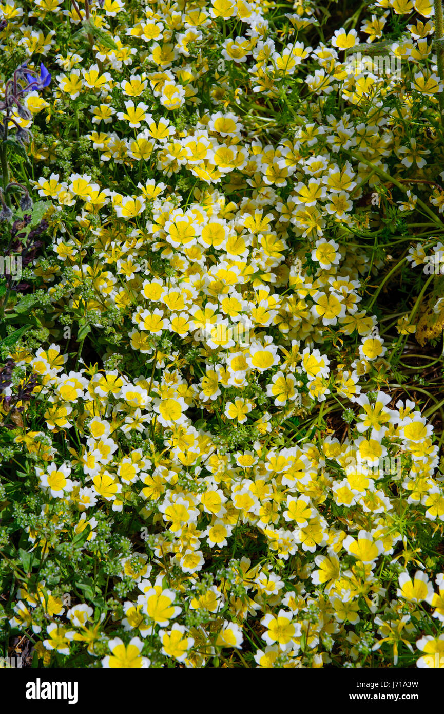 Poached egg plant Limnanthes douglasii flowers groing in the garden on a spring time Stock Photo