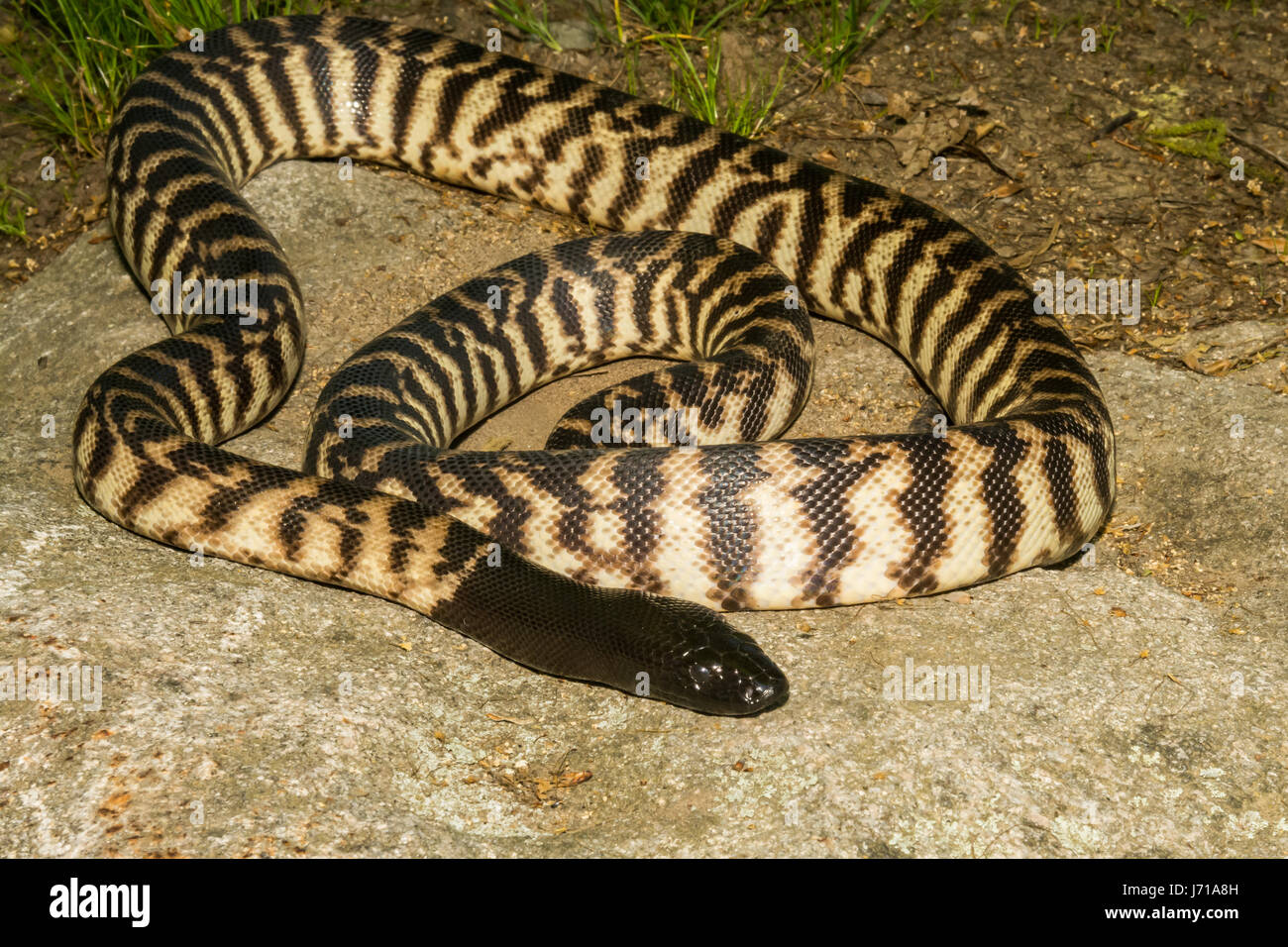 Black snake coiled on rock hi-res stock photography and images - Alamy