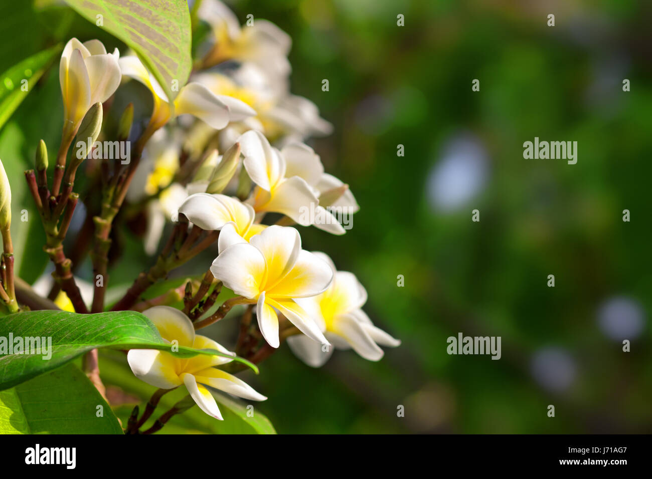 https://c8.alamy.com/comp/J71AG7/blossoming-of-mango-tree-mango-flower-consists-of-5-petals-of-white-J71AG7.jpg