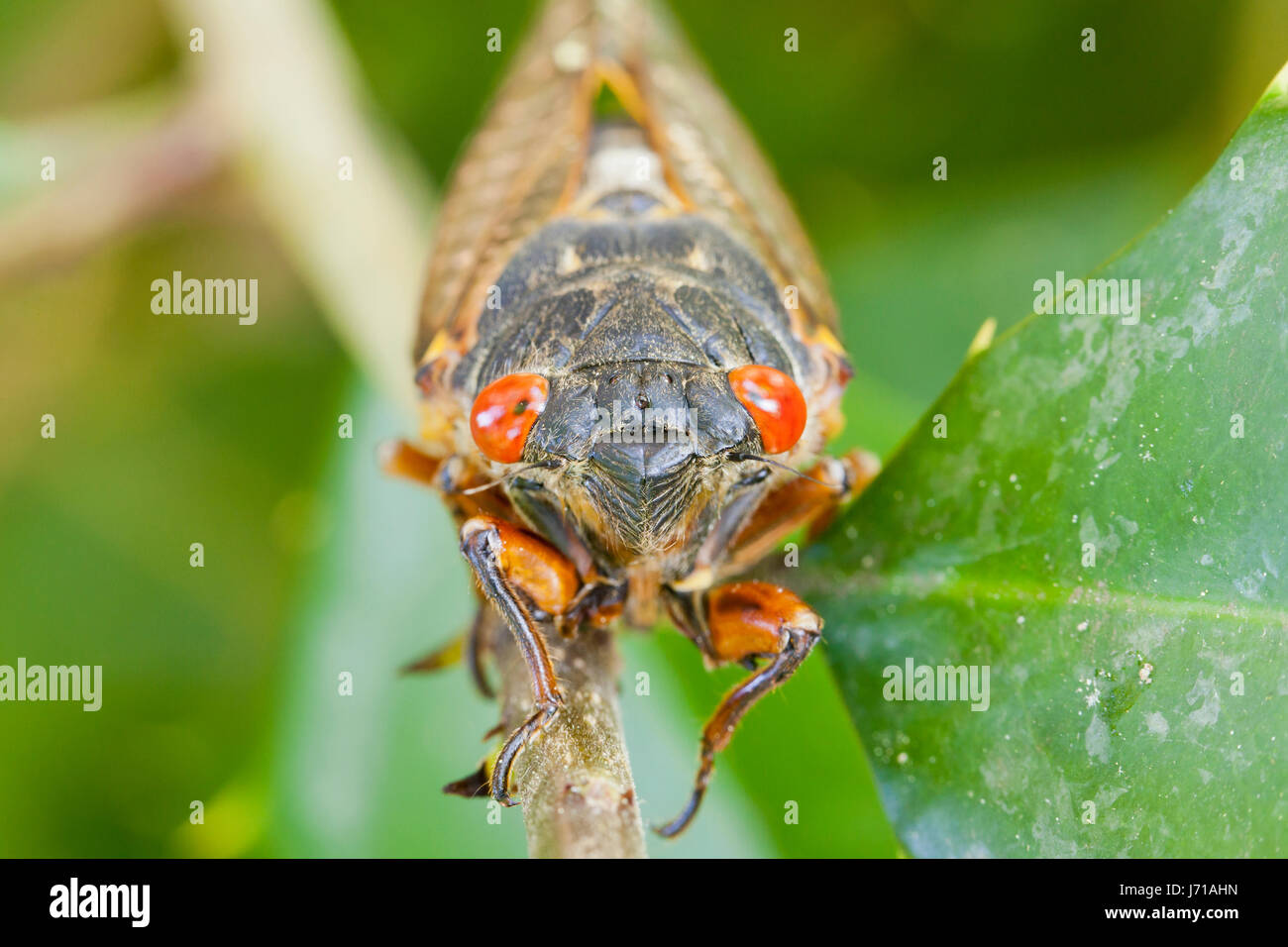 Brood X cicada (Magicicada) close up, May 2017 - Virginia USA Stock Photo
