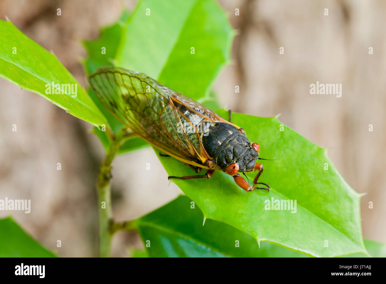 Brood X cicada (Magicicada), May 2017 - Virginia USA Stock Photo