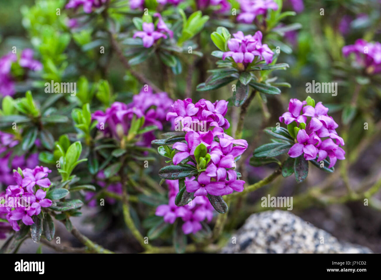 Purple Daphne susannae 'Cheriton' Stock Photo