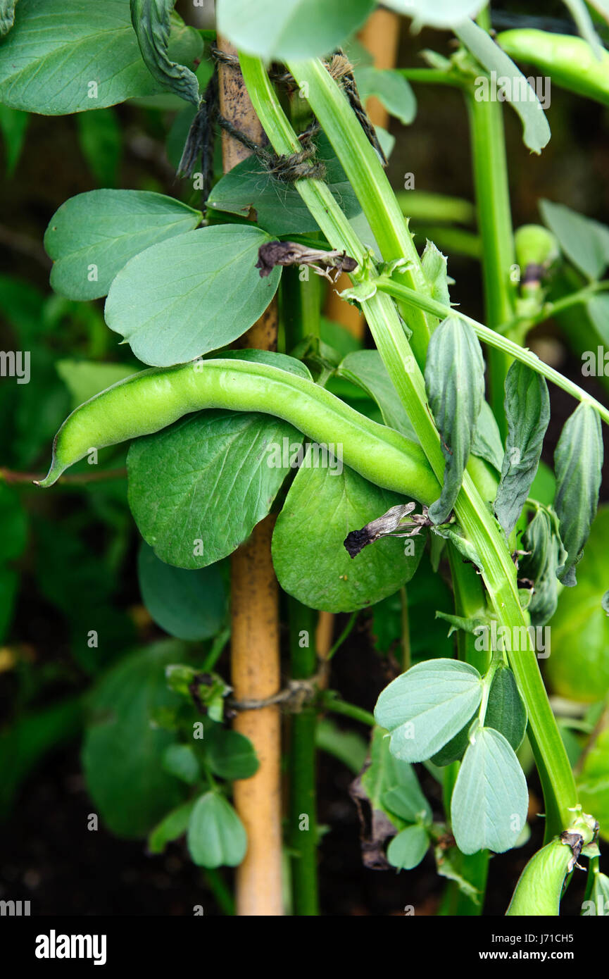 Broad beans plant hires stock photography and images Alamy