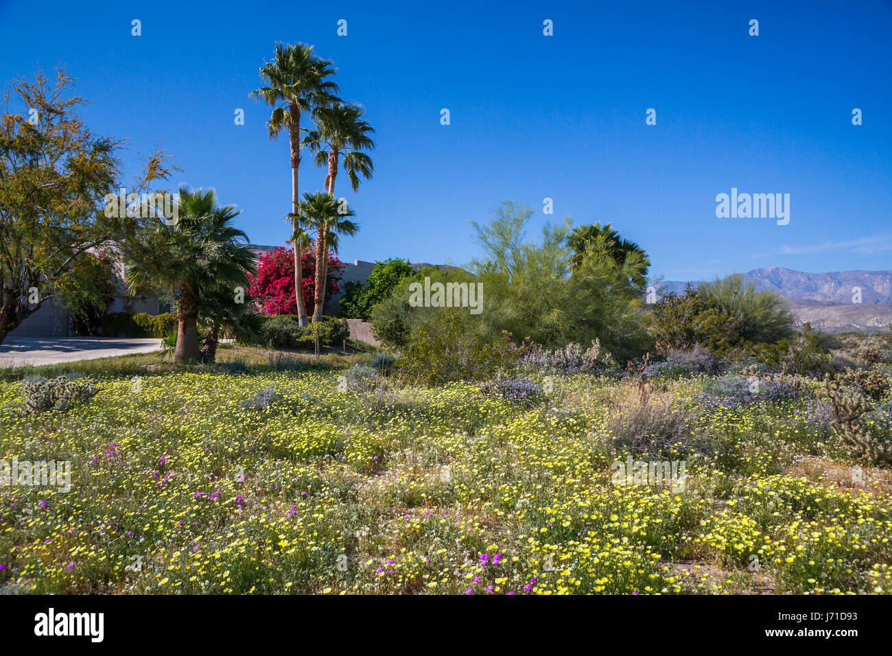 Desert wildflowers hi-res stock photography and images - Alamy
