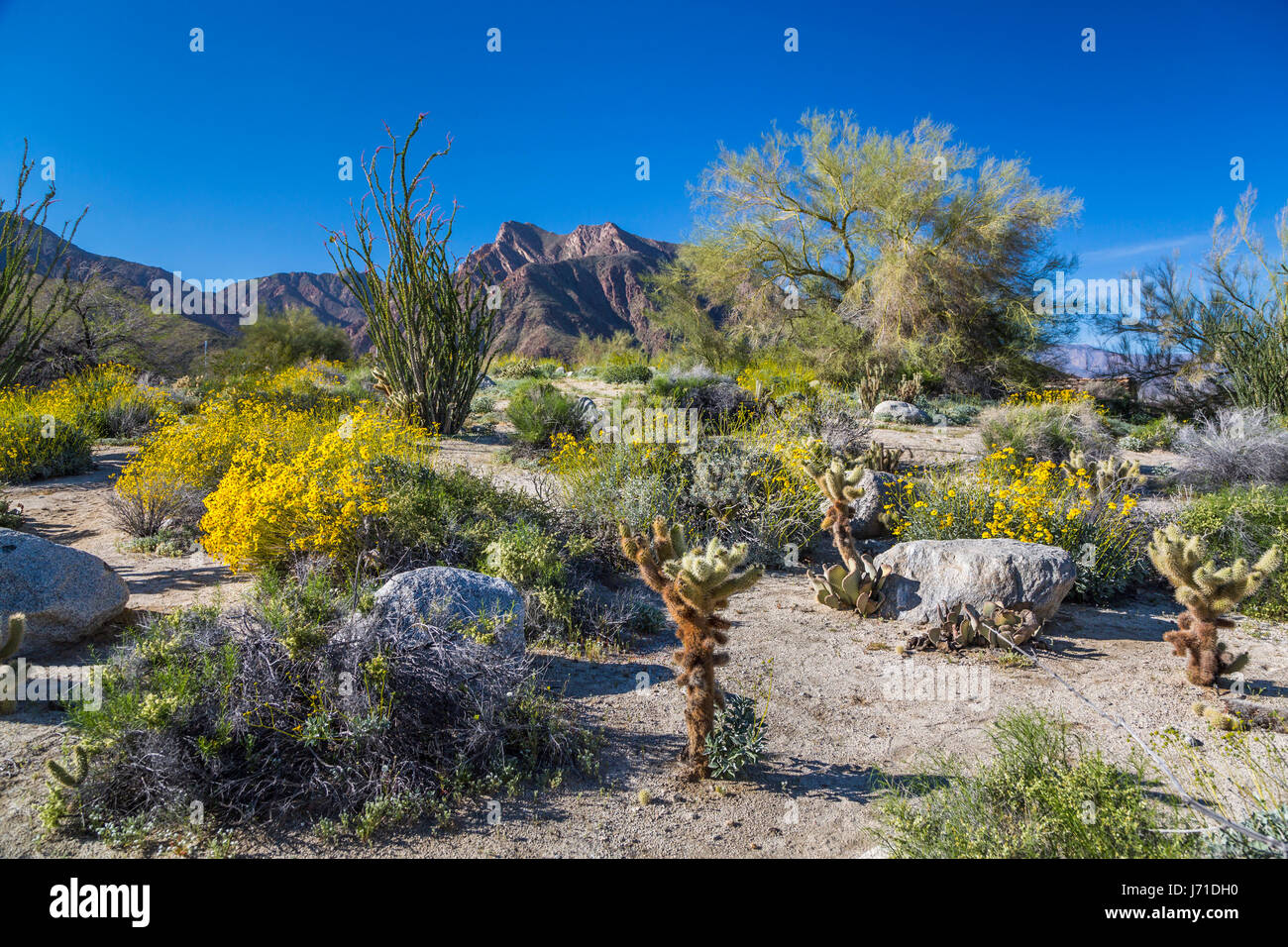 Spring desert wildflowers blooming in the Anza Borrego Desert State