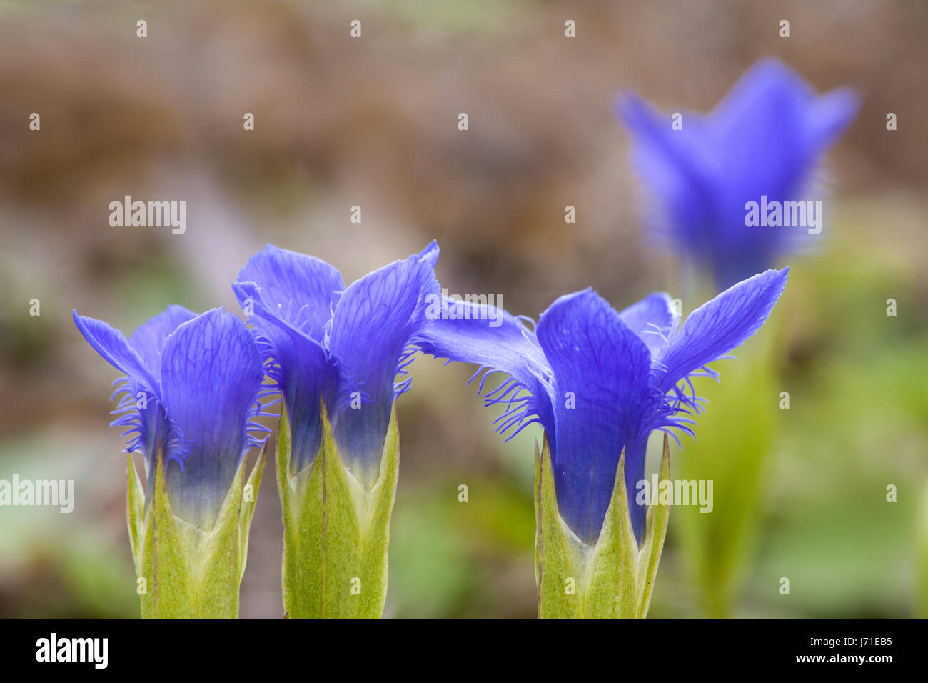 blue violet plant gewhnlicher fransenenzian enziane gentinaceae enziangewchse Stock Photo
