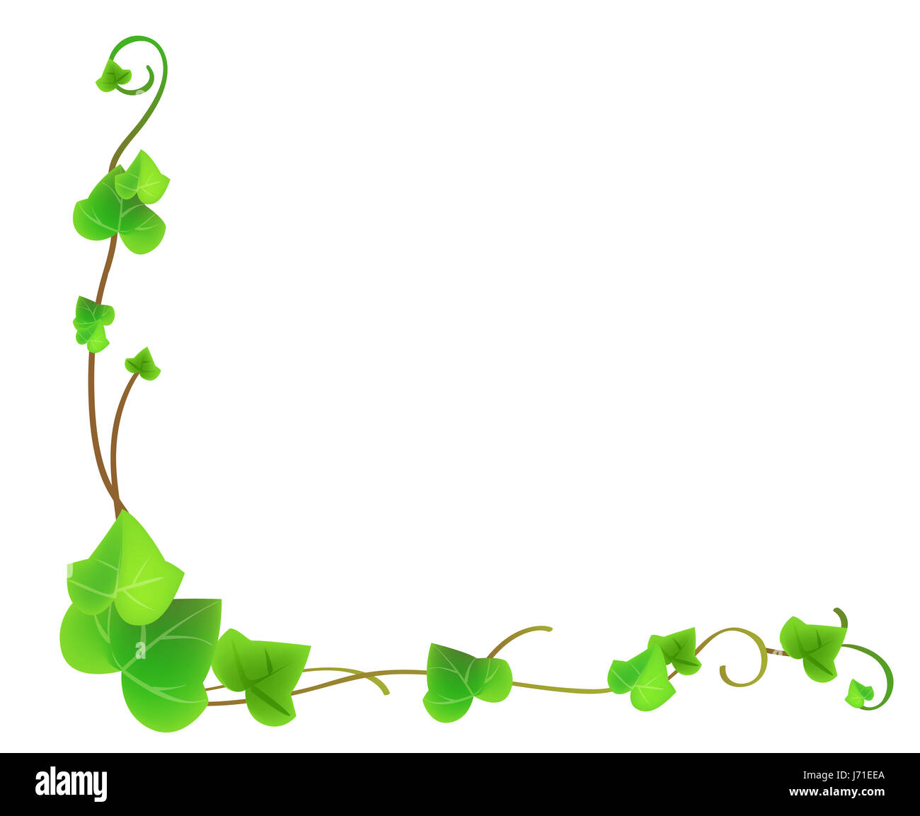 vines plant leaf garden leaves flora summer summerly date time time indication Stock Photo Alamy