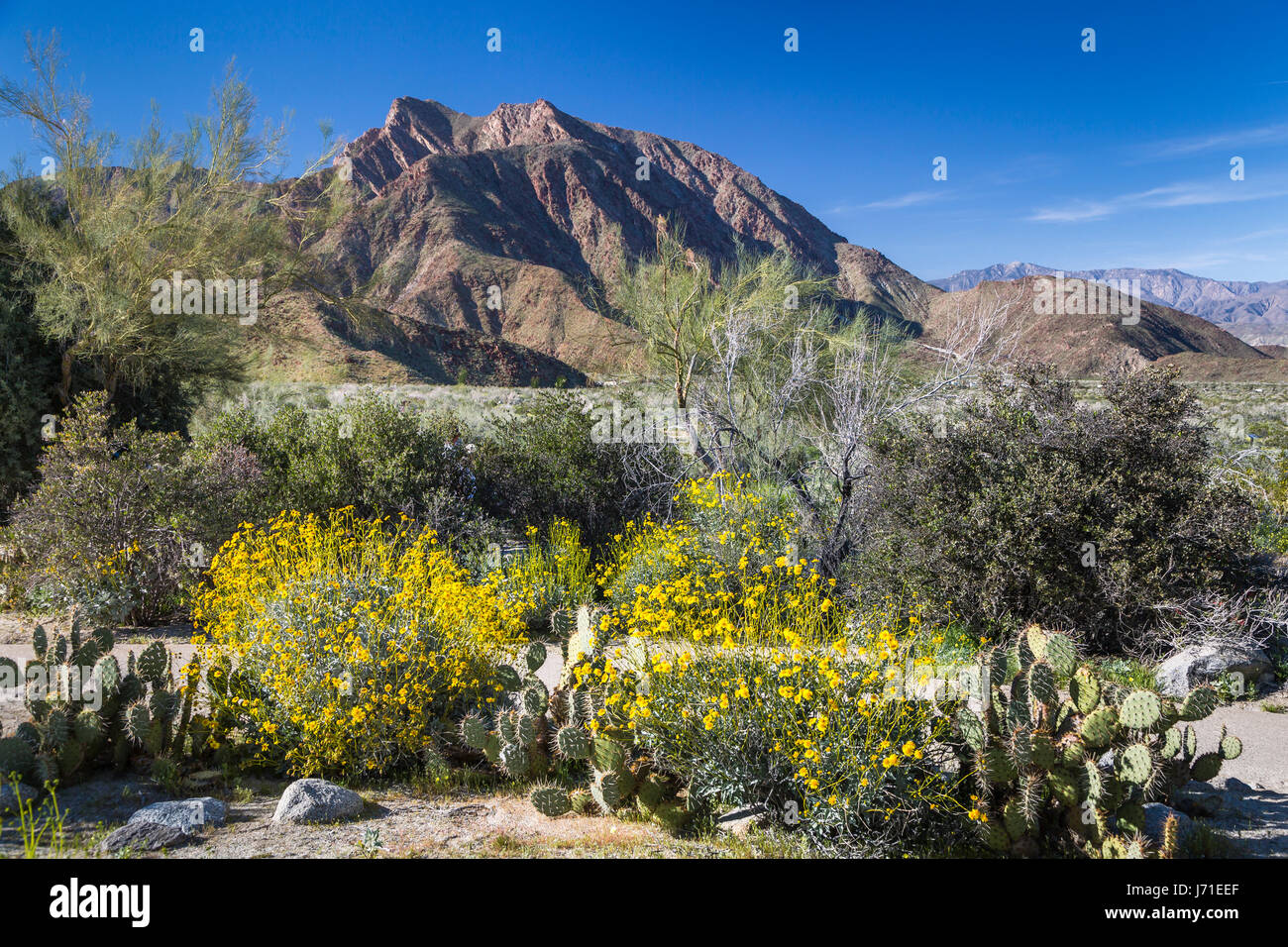 Spring desert wildflowers blooming in the Anza Borrego Desert State
