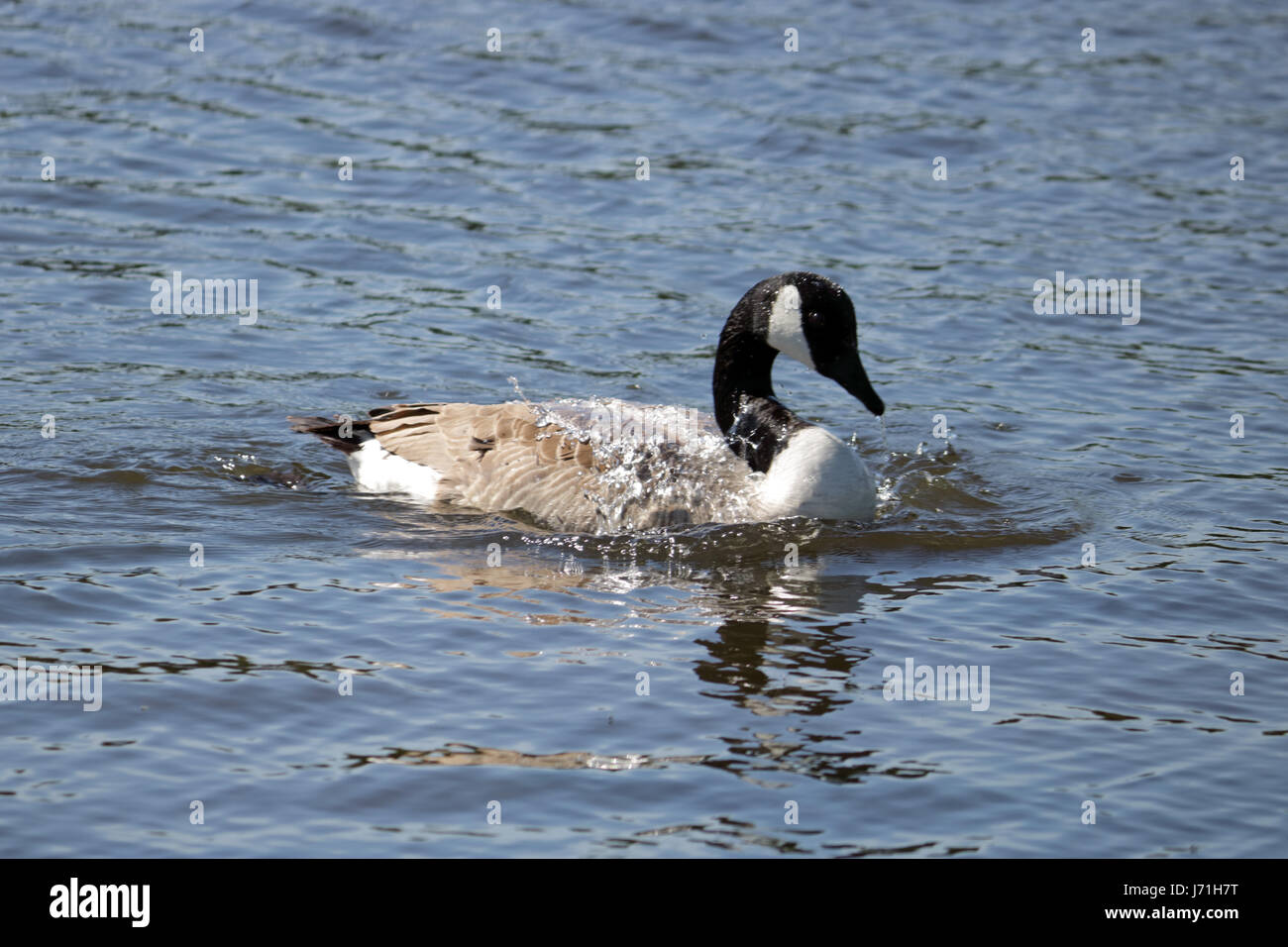 canada goose 2017 ROSE canada goose 2017 ROSE