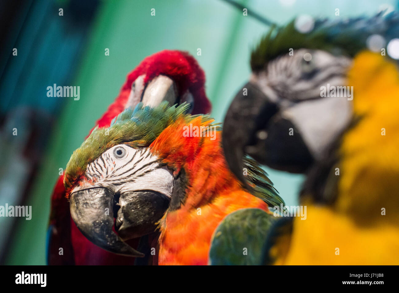 Berlin, Germany. 22nd May, 2017. A stuffed blue-and-yellow macaw (r) and  Red-and-green macaw, at the Naturkundemuseum (Natural History Museum) in  Berlin, Germany, 22 May 2017. The special exhibition "ARA" (Macaw) at the